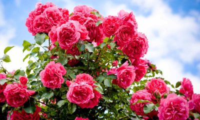 গোলাপ ফুলের বৈশিষ্ট্য, উপকারিতা ও অপকারিতা