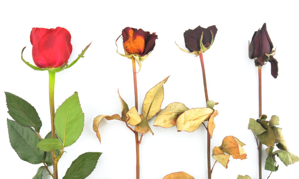 গোলাপ ফুলের অপকারিতা