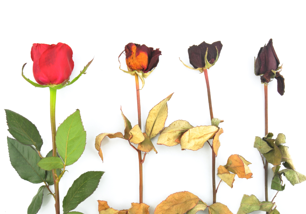 গোলাপ ফুলের অপকারিতা