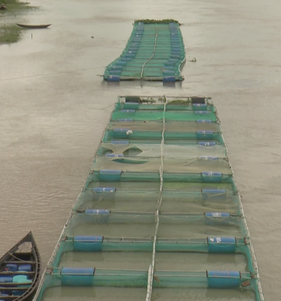খাঁচায় মাছ চাষ