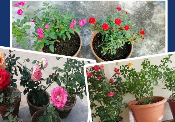 গোলাপ ফুল টবে যেভাবে চাষ করবেন