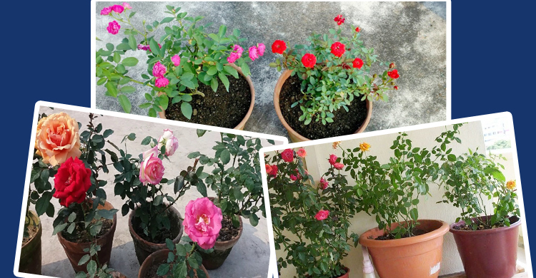  গোলাপ ফুল টবে যেভাবে চাষ করবেন 