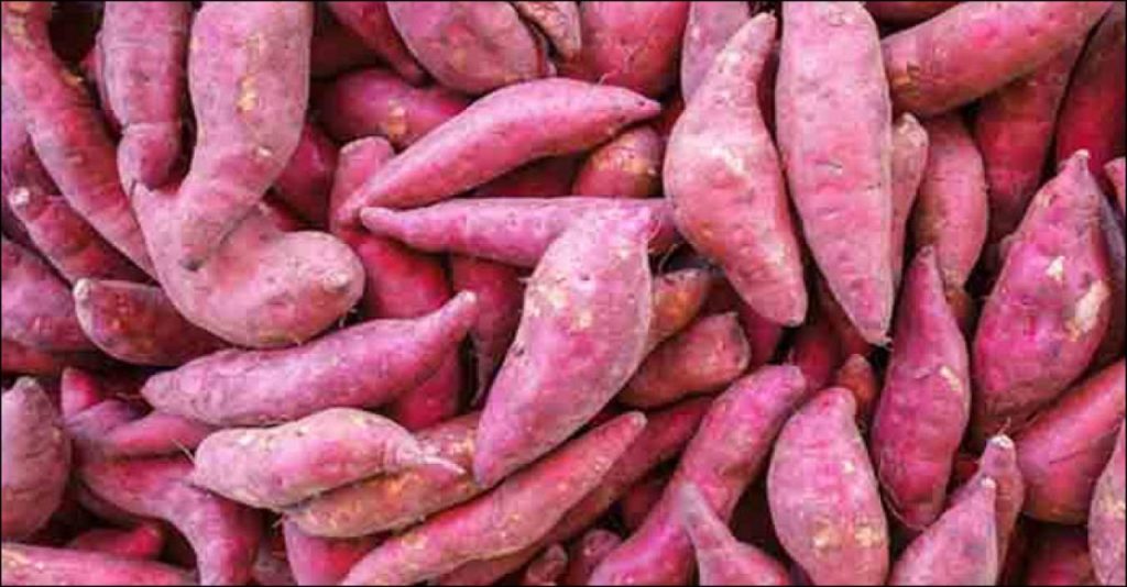মিষ্টি আলুর চাষ করবেন যেভাবে
