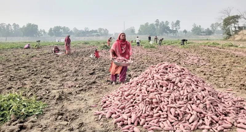 মিষ্টি আলু সংরক্ষণ