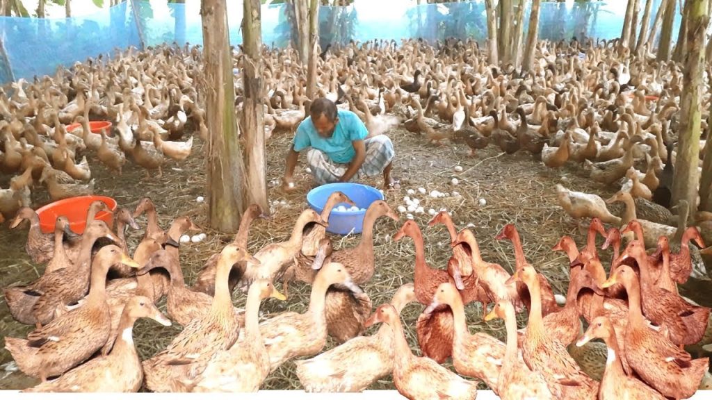হাঁস এর ডিম সংগ্রহ 