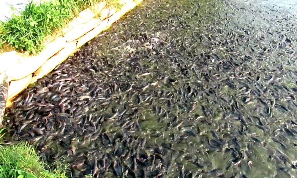 পুকুর নির্মাণ(Pond preparation)
