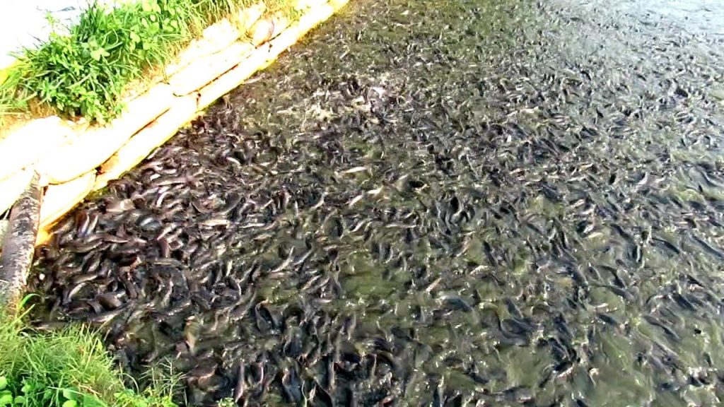 পুকুর নির্মাণ(Pond preparation)
