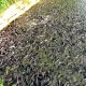 পুকুর নির্মাণ(Pond preparation)