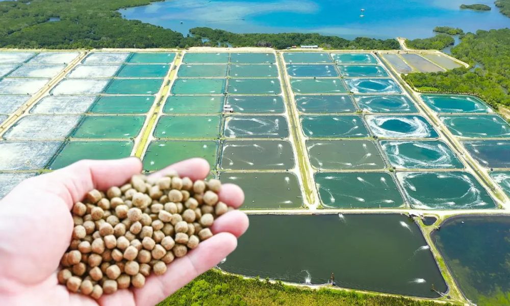 সার প্রয়োগ(Fertilizer)
