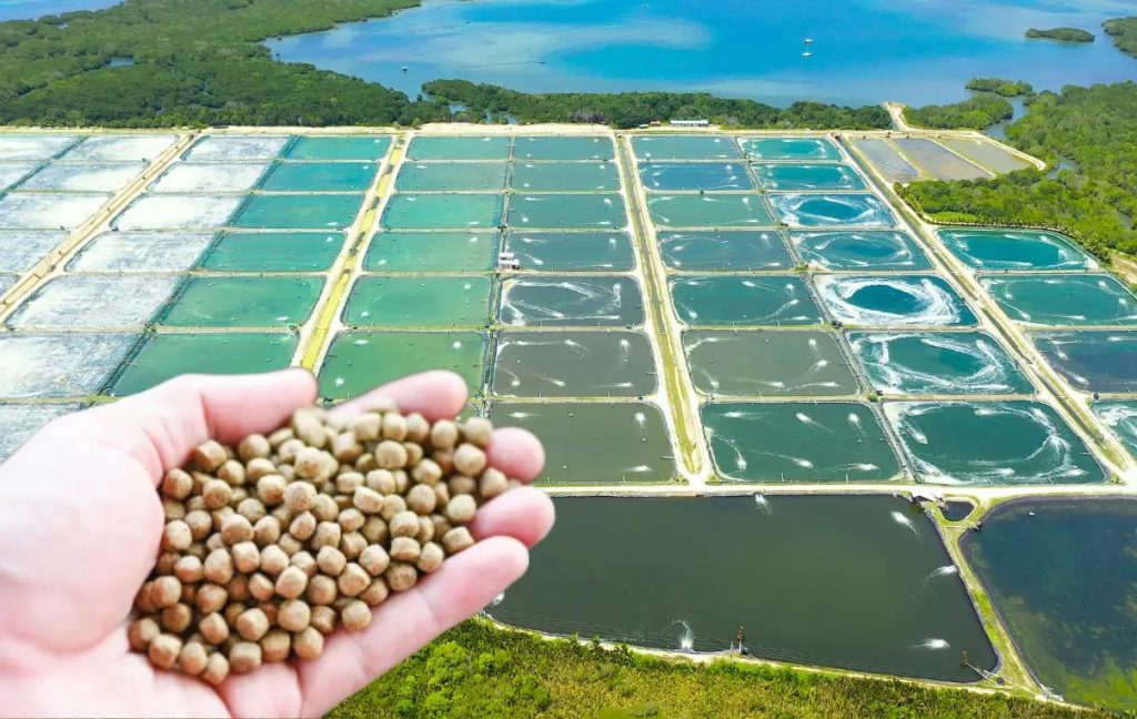 সার প্রয়োগ(Fertilizer)