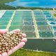 সার প্রয়োগ(Fertilizer)