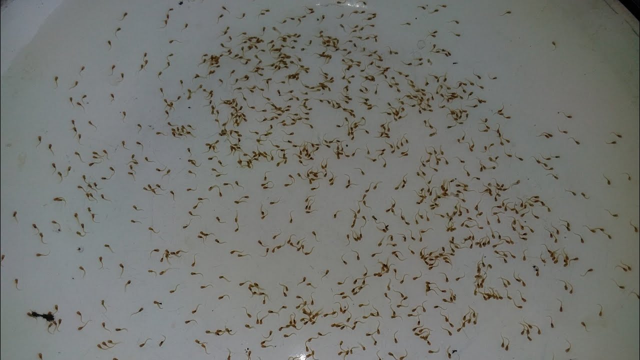পোনা মজুদ