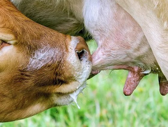 গরুর দুধ জ্বরের লক্ষণ, করণীয় ও চিকিৎসা