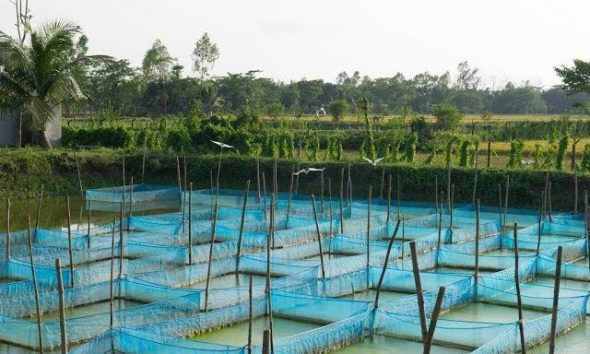 মৎস্য হ্যাচারি ও নার্সারিতে রোগ সংক্রমণে করণীয়