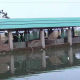 মৎস্য হ্যাচারি ও নার্সারিতে রোগ সংক্রমণে করণীয়
