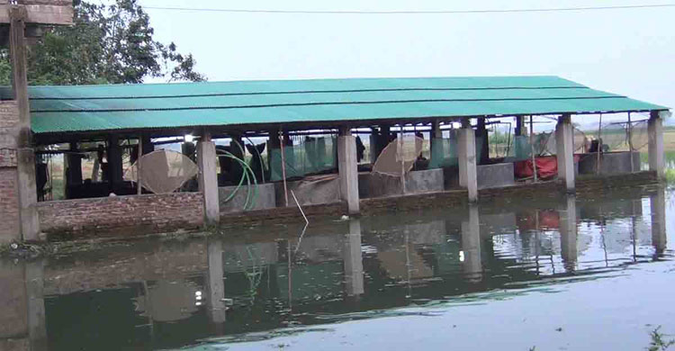 মৎস্য হ্যাচারি ও নার্সারিতে রোগ সংক্রমণে করণীয়