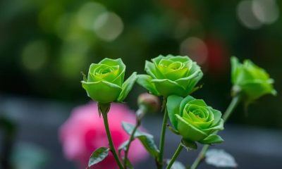 পরিচিতি