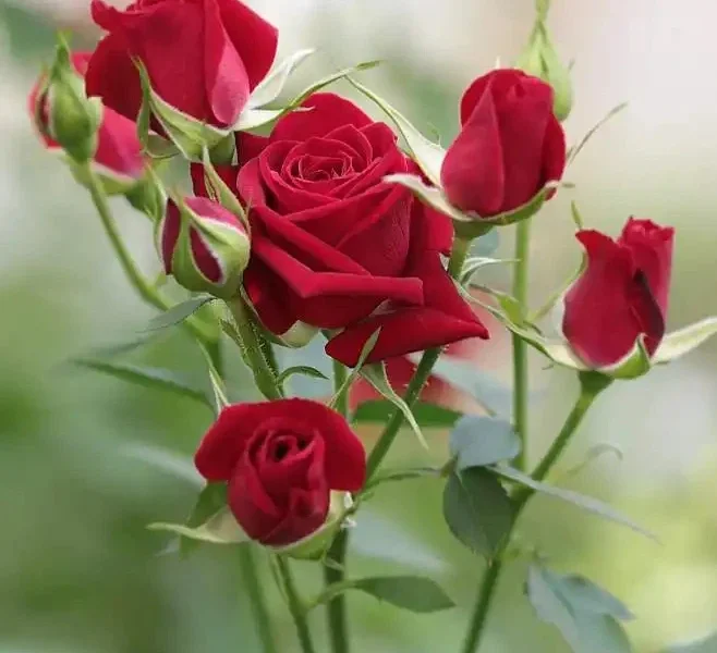 অঙ্গ ছাঁটাইকরণ