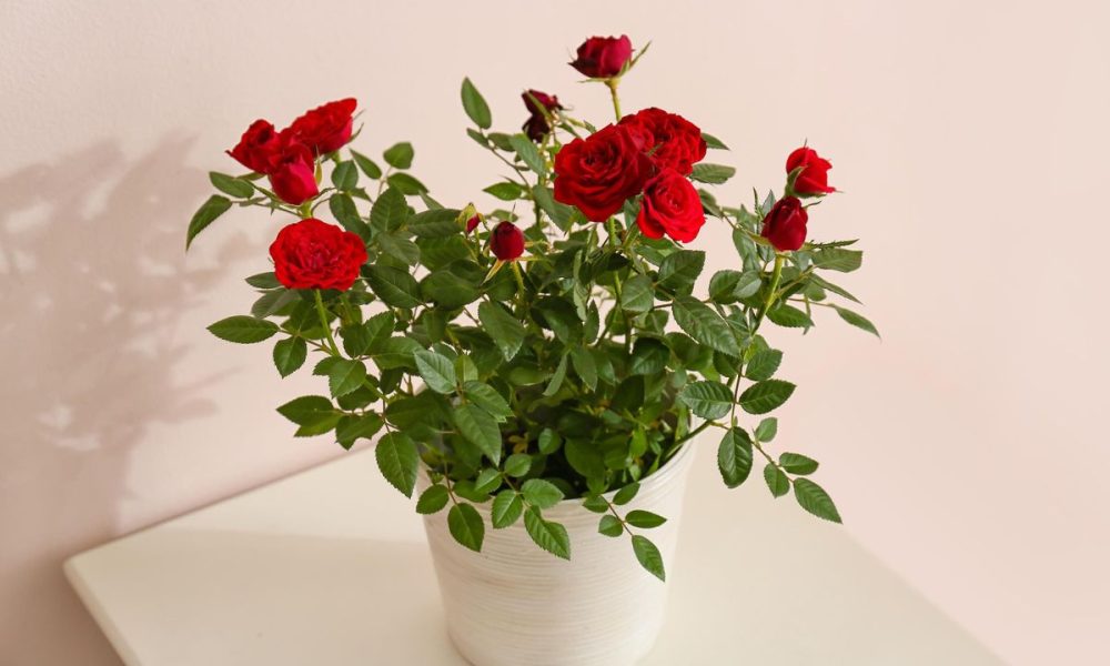 টবের স্থান ও মাটি তৈরি