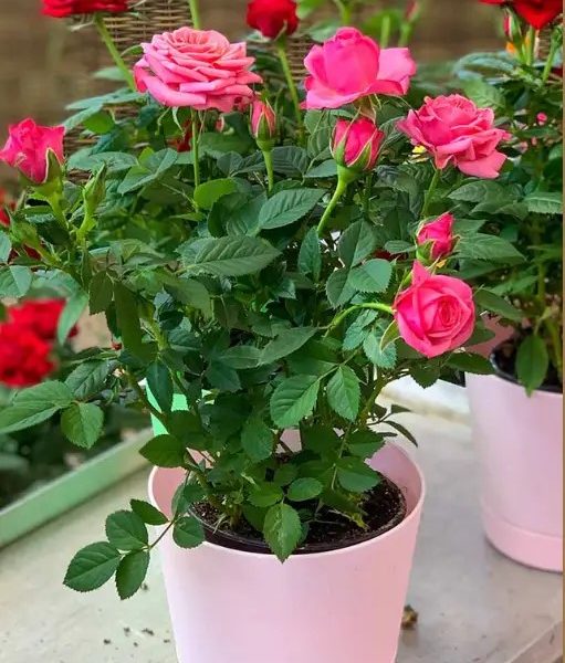 চুন-পানি প্রয়োগ ও গাছ ছাঁটাই