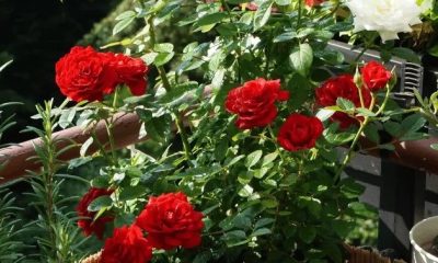 সেচ ও সার প্রয়োগ