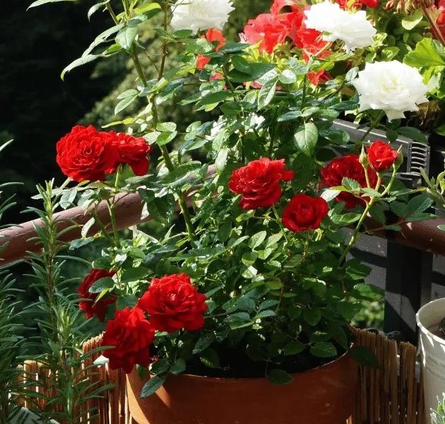 সেচ ও সার প্রয়োগ