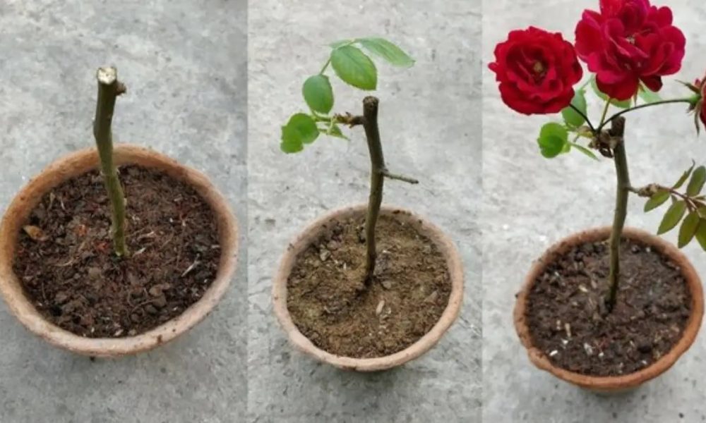 টবে চারা বসানোর সময়, চারা সংগ্রহ, টবে চারা বসানো ও টবের আকার