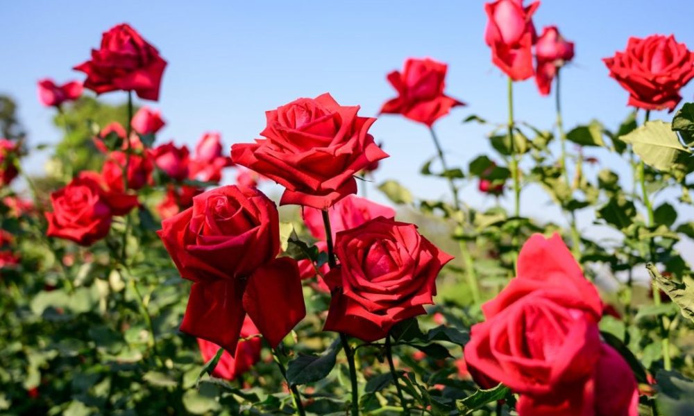 পোকা-মাকড় দমন