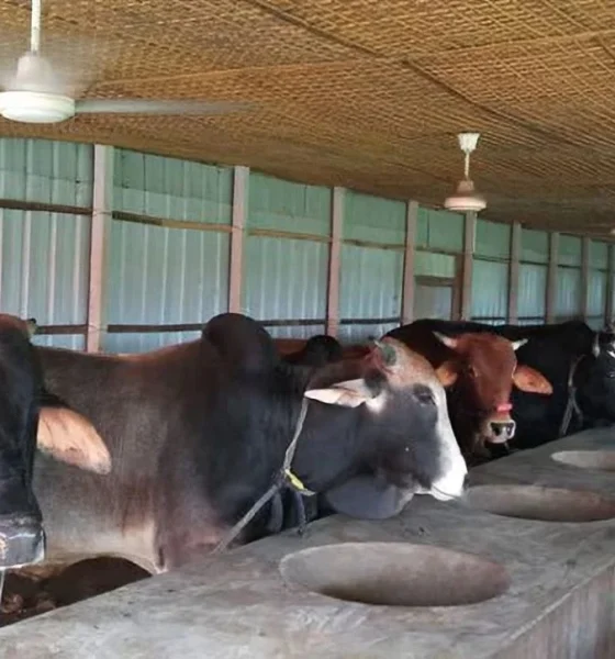 ছোট আকারে ডেইরী ফার্ম করার পরিকল্পনা এবং কৌশল