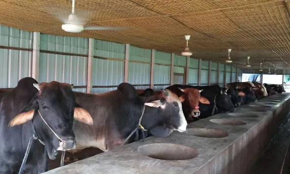 ছোট আকারে ডেইরী ফার্ম করার পরিকল্পনা এবং কৌশল