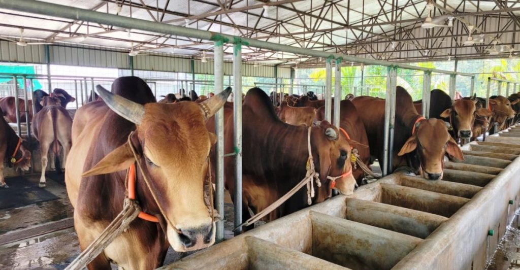 ছোট আকারে ডেইরী ফার্ম করার মাসিক‬ ব্যয়