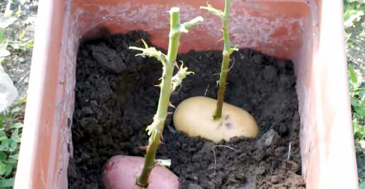 আলু থেকে জন্ম নেবে গোলাপ গাছ