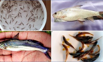 বাঙালির পাতে ফিরছে আরও তিন দেশি মাছ