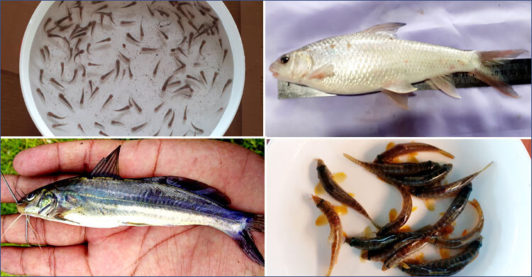 বাঙালির পাতে ফিরছে আরও তিন দেশি মাছ