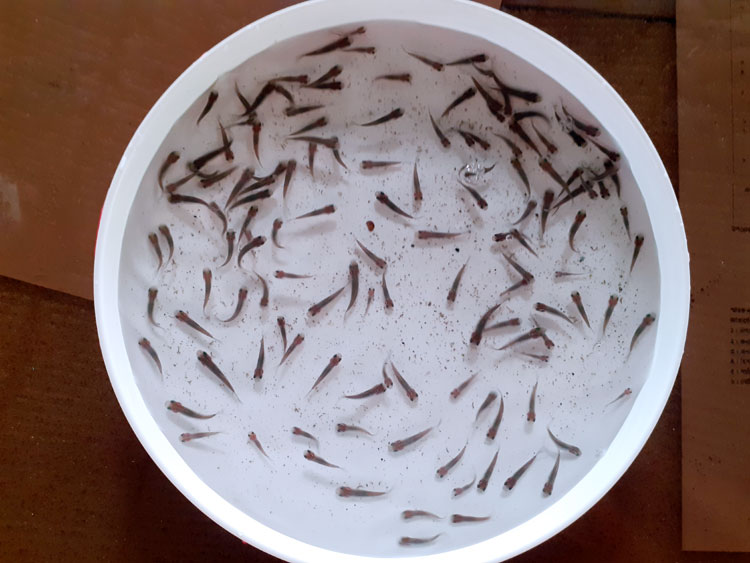 বাঙালির পাতে ফিরছে আরও তিন দেশি মাছ