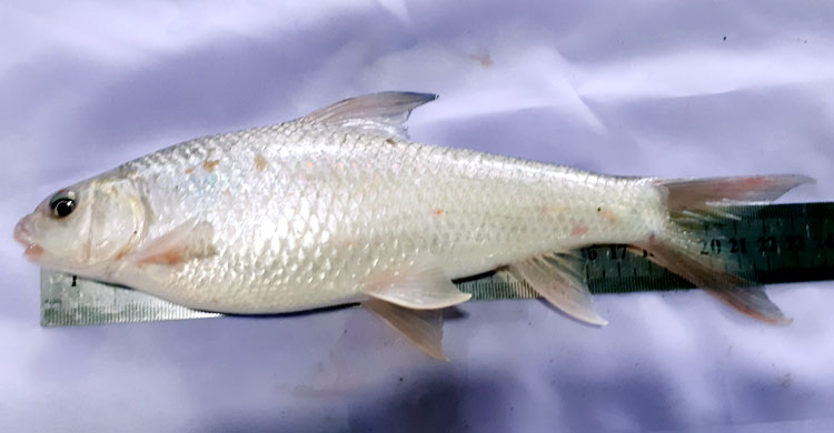 বাঙালির পাতে ফিরছে আরও তিন দেশি মাছ