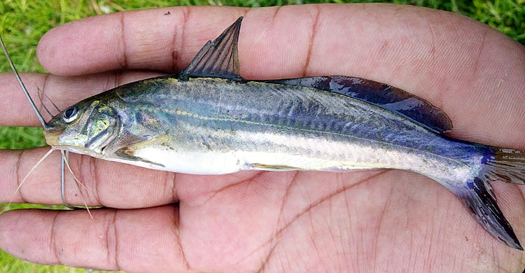 বাঙালির পাতে ফিরছে আরও তিন দেশি মাছ