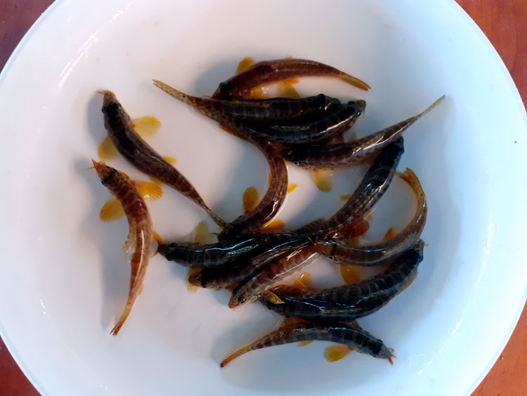 বাঙালির পাতে ফিরছে আরও তিন দেশি মাছ