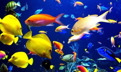 অ্যাকুরিয়ামে মাছ চাষ করবেন যেভাবে