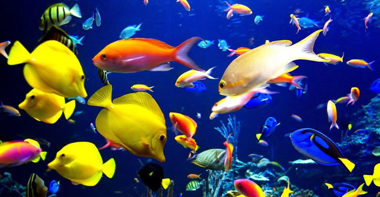 অ্যাকুরিয়ামে মাছ চাষ করবেন যেভাবে