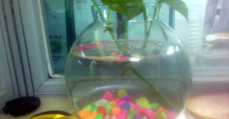 অ্যাকুরিয়ামে মাছ চাষ করবেন যেভাবে