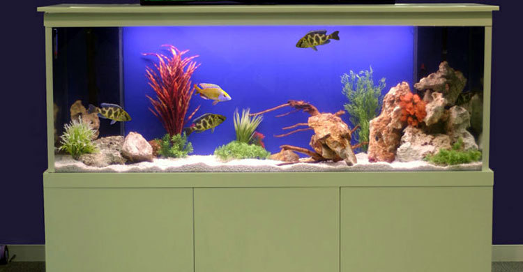 অ্যাকুরিয়ামে মাছ চাষ করবেন যেভাবে