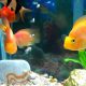 অ্যাকুরিয়ামে মাছ চাষ করবেন যেভাবে