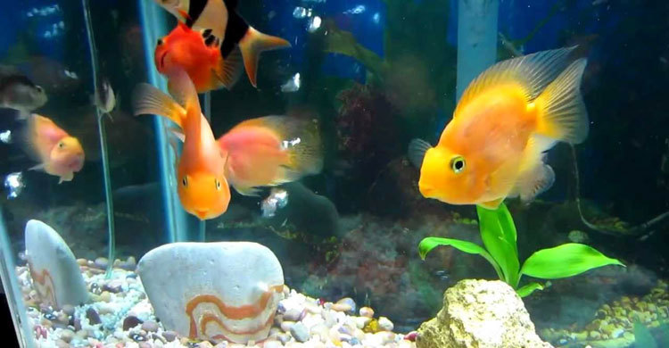 অ্যাকুরিয়ামে মাছ চাষ করবেন যেভাবে