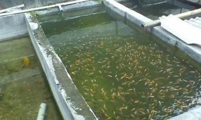 ছাদে যেভাবে মাছ চাষ করবেন