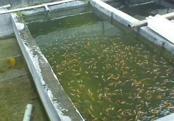 ছাদে যেভাবে মাছ চাষ করবেন