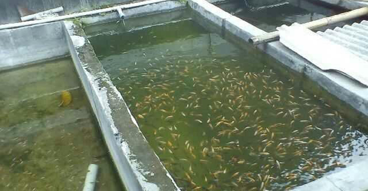 ছাদে যেভাবে মাছ চাষ করবেন