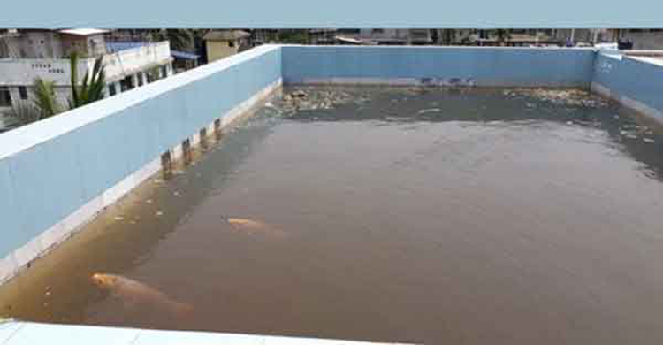 ছাদে যেভাবে মাছ চাষ করবেন