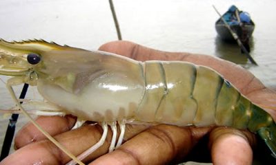 জেনে নিন গলদা চিংড়ি ঘেরের বৈশিষ্ট্য