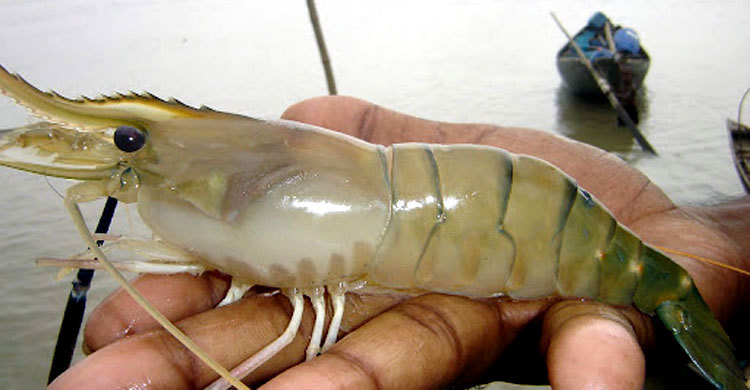 জেনে নিন গলদা চিংড়ি ঘেরের বৈশিষ্ট্য